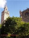 Patio de los Naranjos - Giralda y Catedral - Sevilla